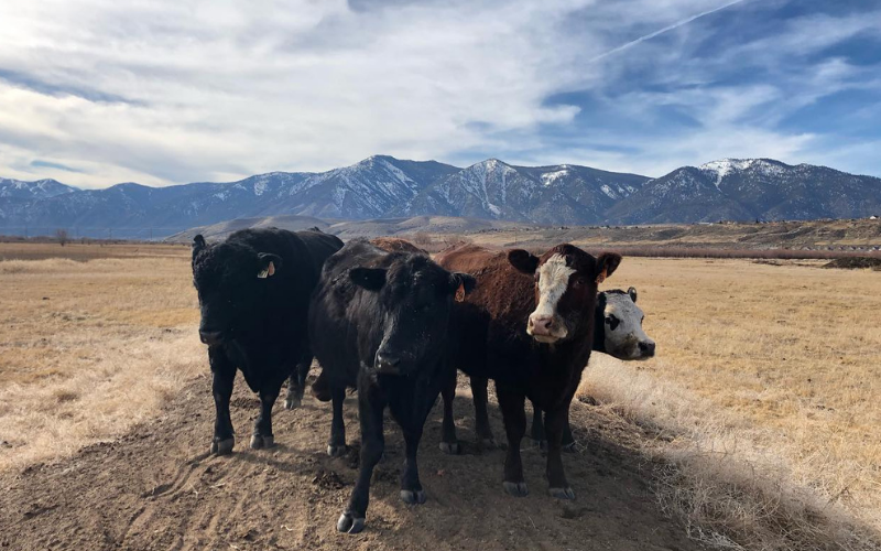 Grazing Cattle Can Reduce Agriculture’s Carbon Footprint