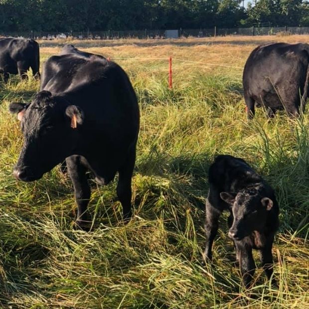 Momma Cow and Her Calf