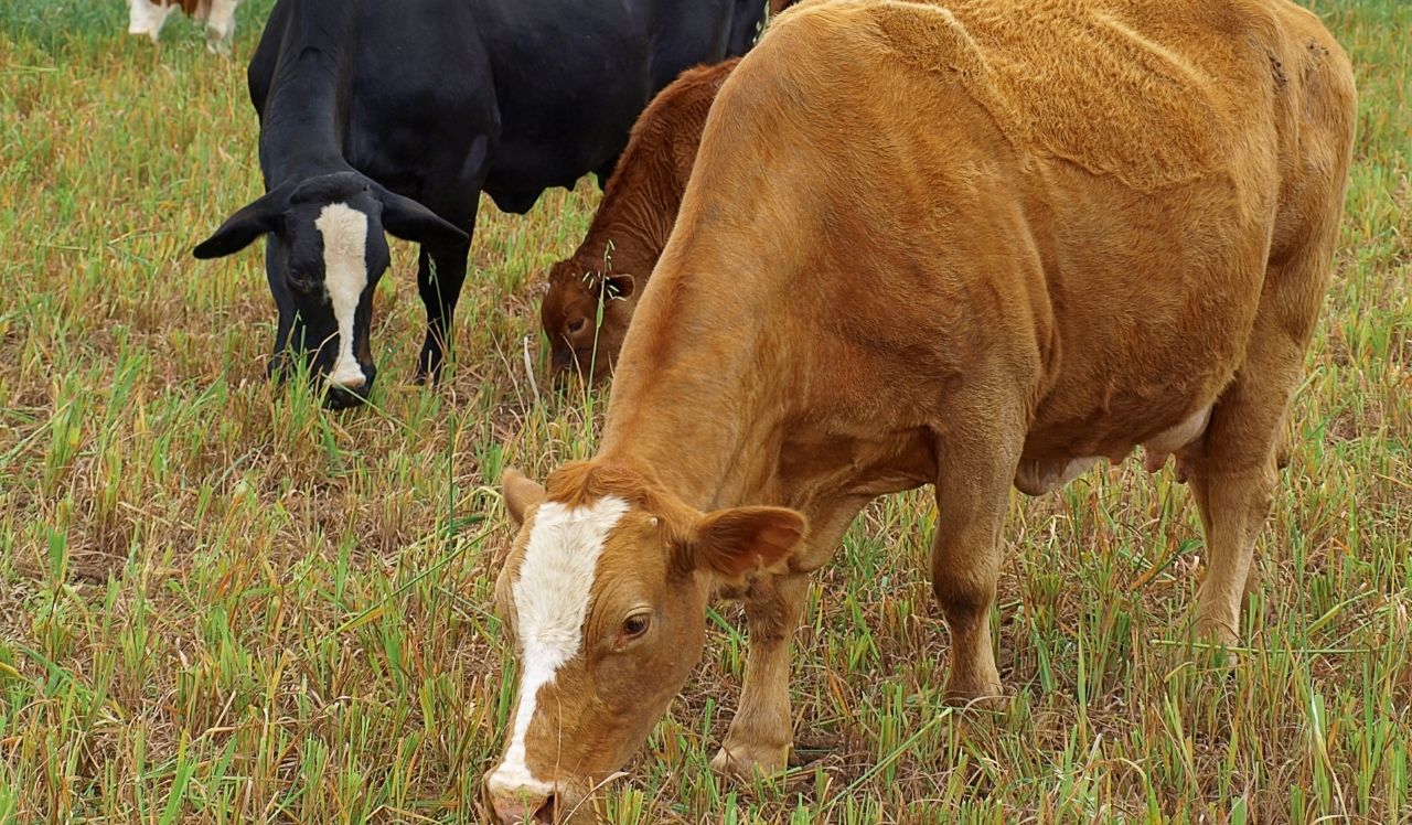 Cattle Grazing