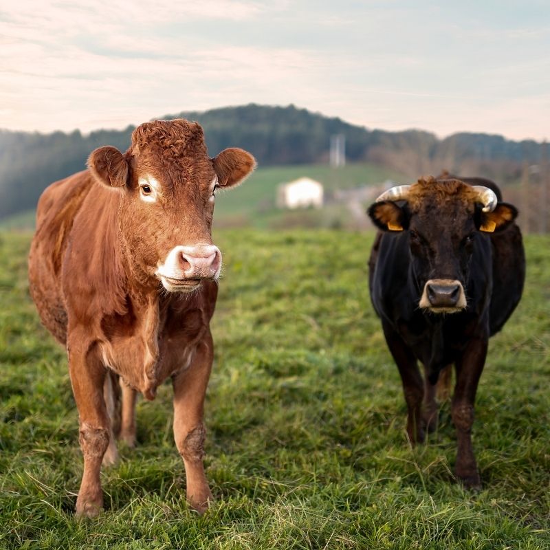 Northern California Cattle