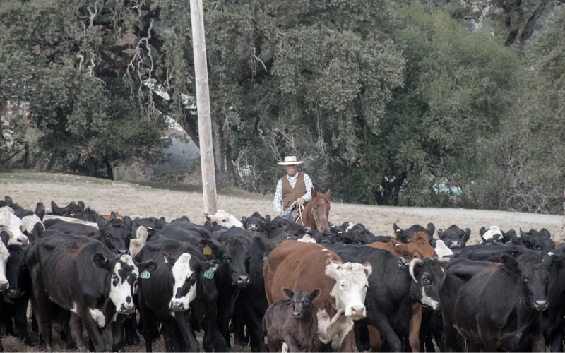 Cattle Going In for Processing (1)