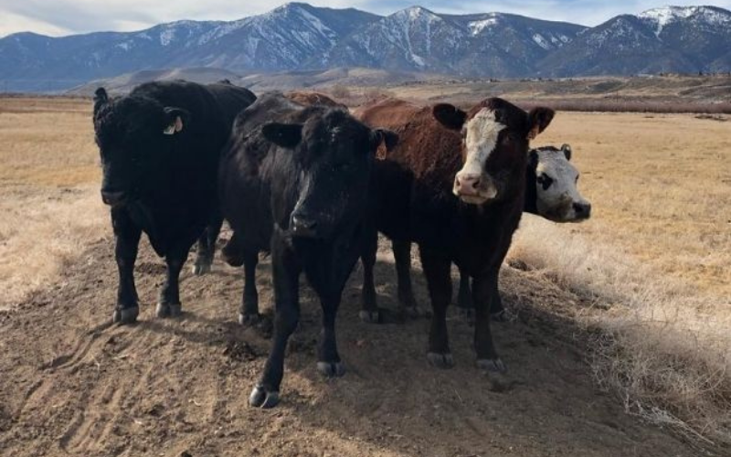 2 Cattle Being Processed