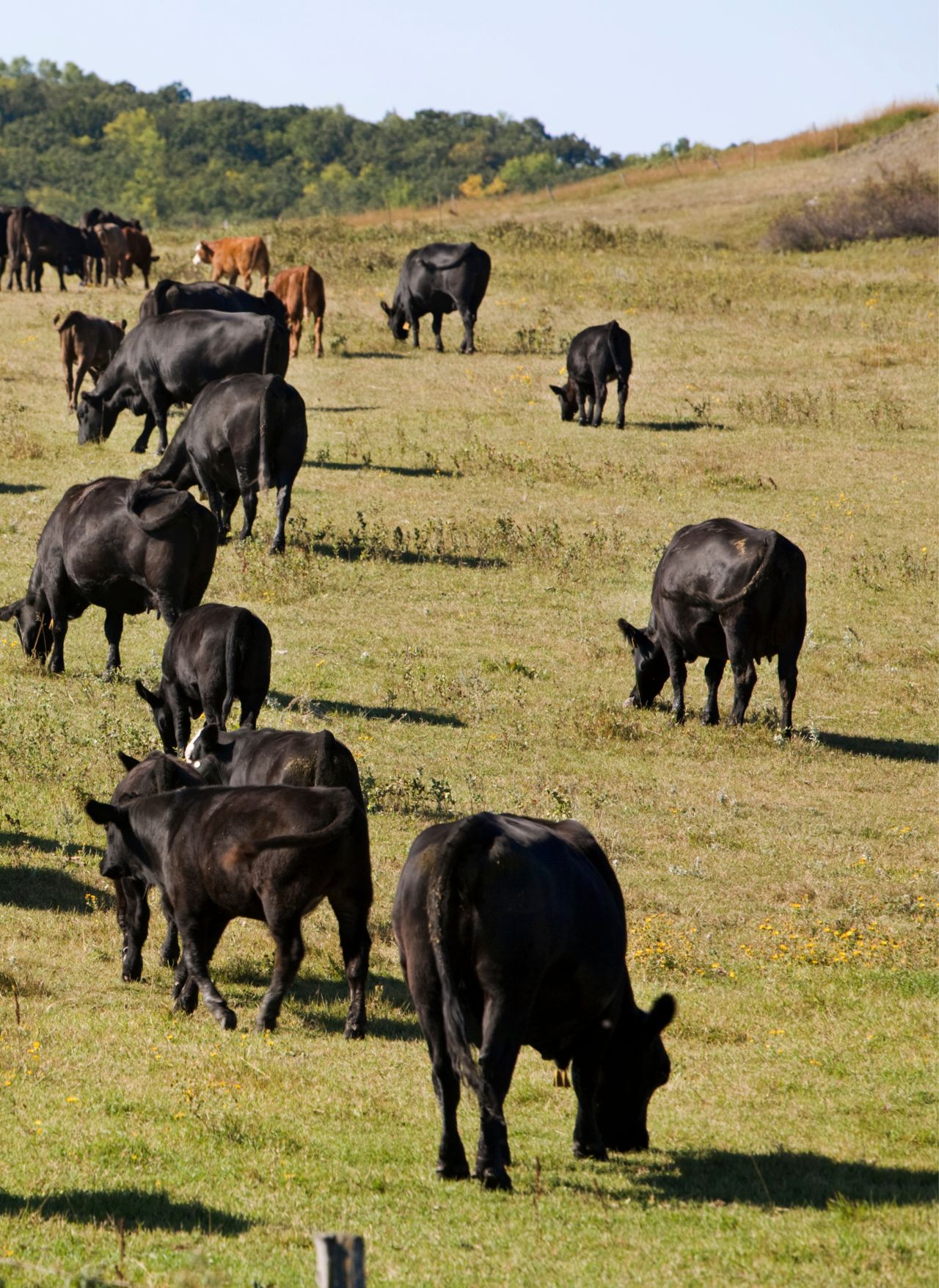 Cattle Grazing