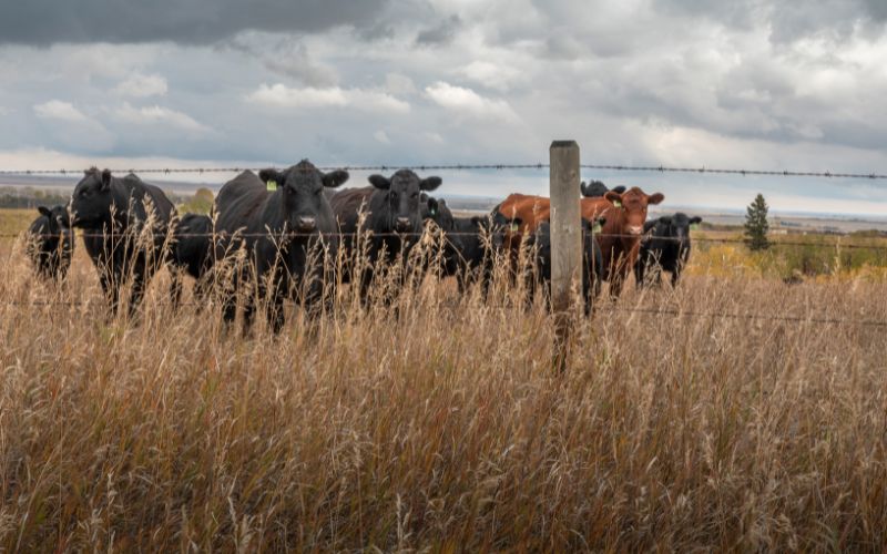 Cattle Grazing